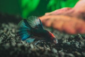 api fish care