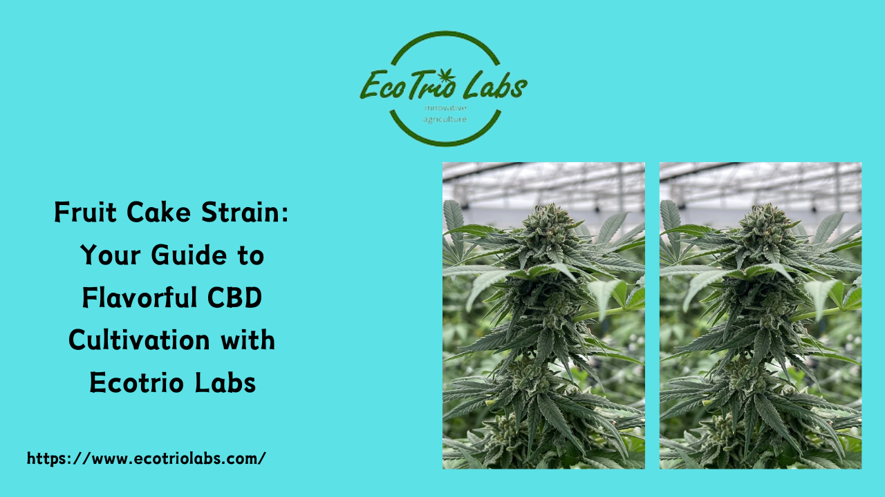 Fruit Cake Strain