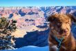 Grand Canyon National Park - travel with dog