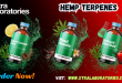 Hemp Terpenes