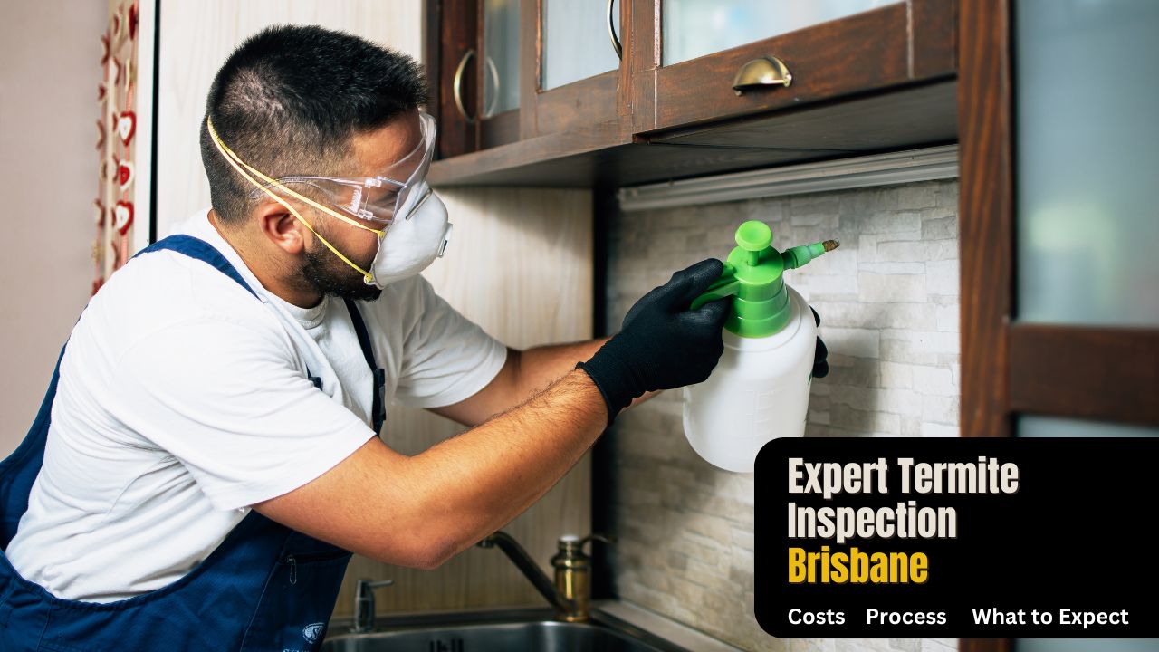 Termite Inspections in Brisbane Costs, Process, and What to Expect