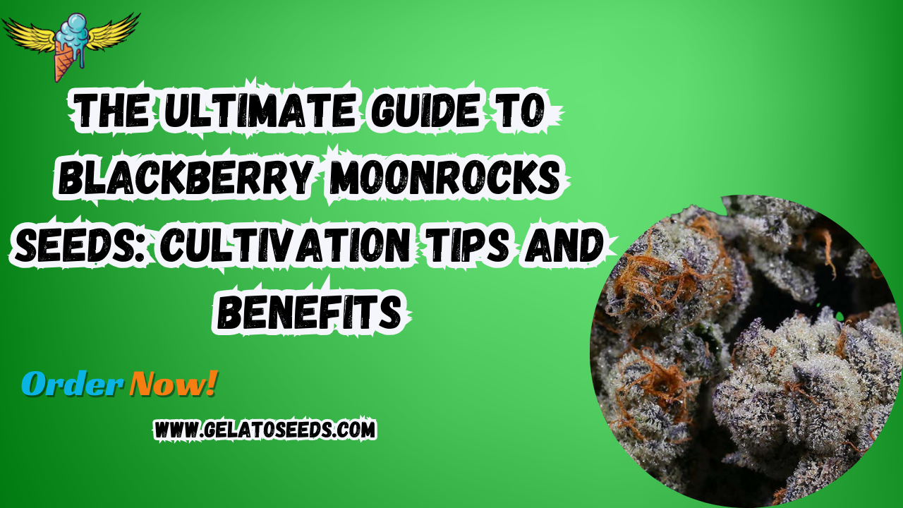 Blackberry Moonrocks seeds