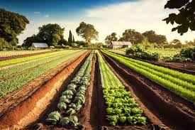 Bayer seed treatment product