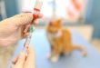 Veterinary vaccine research