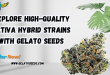 sativa hybrid strains