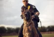 What Are the Skills of K9 Security Handlers in Birmingham?