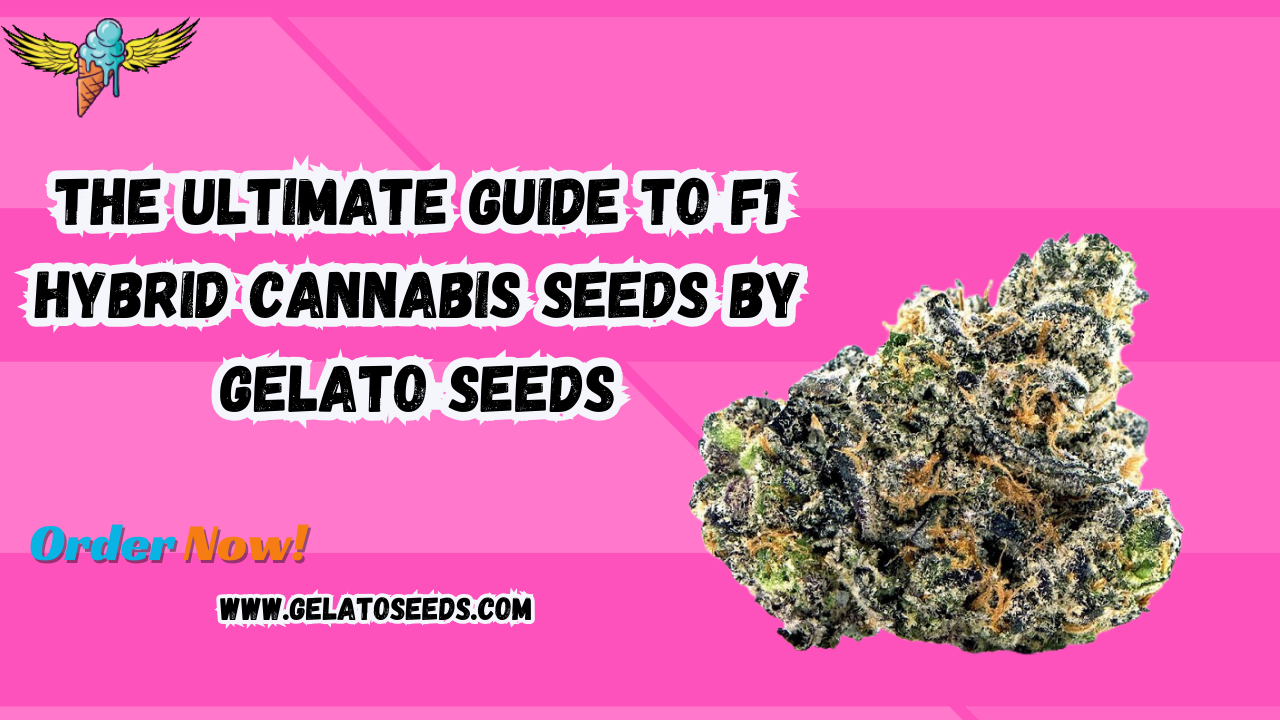 F1 hybrid cannabis seeds
