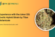 Experience with the Joker OG Exotic Hybrid Strain by Titan Botanicals