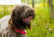 german-wirehaired-pointer