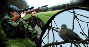 Exploring Dove Population Management and Conservation Efforts