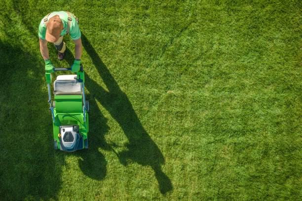 "Expert garden maintenance enhancing a vibrant outdoor space with lush plants and well-maintained landscaping."