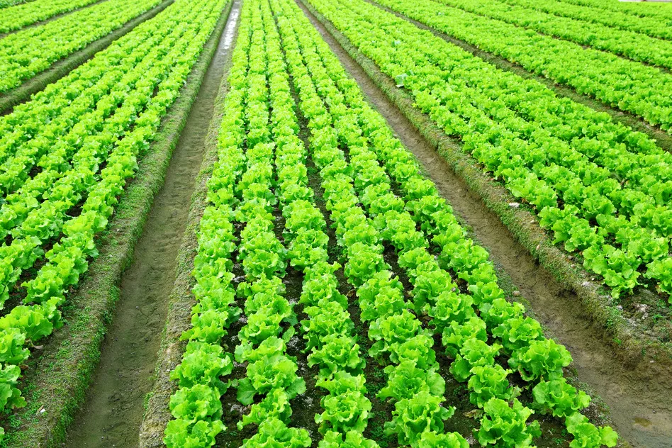 Agriculture