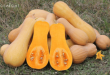 Butternut Squash Market