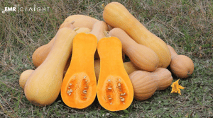 Butternut Squash Market